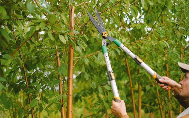 Tree trimming in Winfield, IA